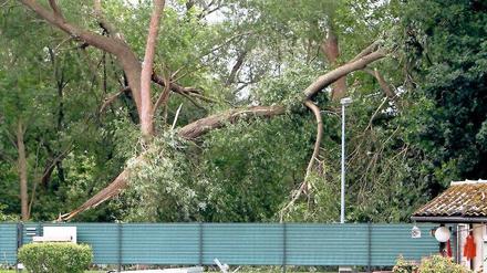 Sturmgewalt. Ein umgestürzter Baum auf dem Bugagelände.