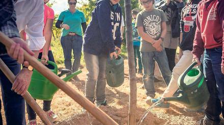 Der Anfang ist gemacht. Schüler der Umwelt-Arbeitsgemeinschaft der Karl-Hagemeister-Schule aus Werder (Havel) pflanzten einen Apfelbaum auf der Streuobstwiese des Märkischen Golfclubs in Kemnitz.