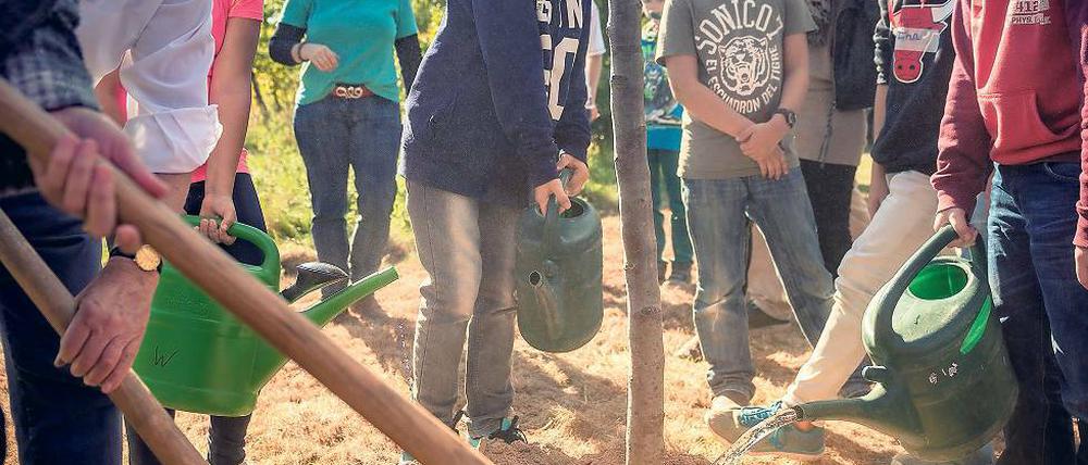 Der Anfang ist gemacht. Schüler der Umwelt-Arbeitsgemeinschaft der Karl-Hagemeister-Schule aus Werder (Havel) pflanzten einen Apfelbaum auf der Streuobstwiese des Märkischen Golfclubs in Kemnitz.
