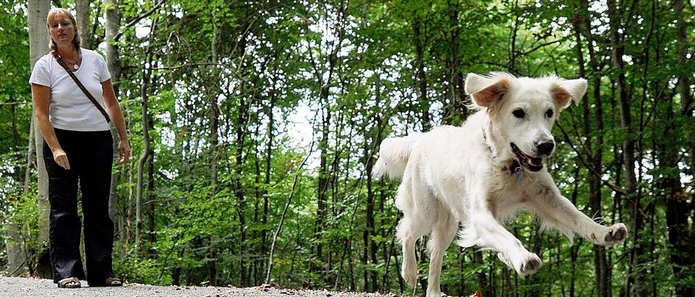 Im Fokus. Am Mittwoch führte das Potsdamer Ordnungsamt eine breit angelegte Kontrolle von Hundehaltern und ihren Tieren durch.