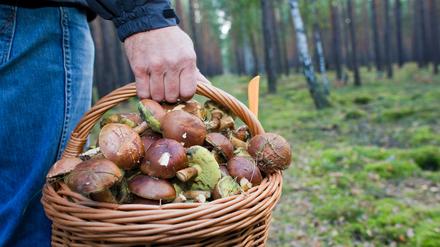 Pilzsammler sollten sich auf offenen Flächen umsehen, hier sind Pilze derzeit häufiger zu finden.