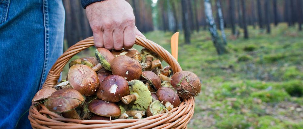 Pilzsammler sollten sich auf offenen Flächen umsehen, hier sind Pilze derzeit häufiger zu finden.