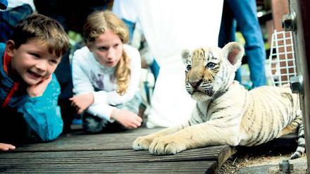 Der Star von Bernau. Diego heißt das Findel-Tigerchen.