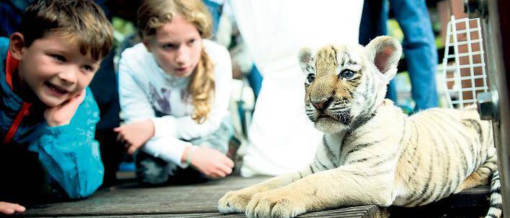 Der Star von Bernau. Diego heißt das Findel-Tigerchen.