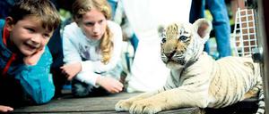 Der Star von Bernau. Diego heißt das Findel-Tigerchen.