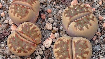 Gute Tarnung. Lithops dorotheae.