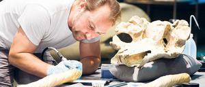 Geschlechterfrage. Ein DNA-Test soll das Geschlecht des Wals ermitteln.