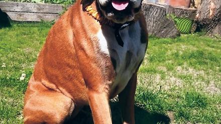 Schicker Schutz. Boxerhündin Nova trägt ein Halsband aus Bernsteinen. Das soll Zecken, Flöhe und andere Parasiten abwehren, ganz ohne Chemie.