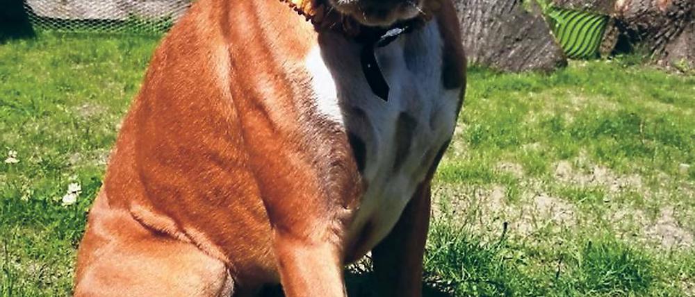Schicker Schutz. Boxerhündin Nova trägt ein Halsband aus Bernsteinen. Das soll Zecken, Flöhe und andere Parasiten abwehren, ganz ohne Chemie.