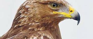 Brandenburg: Der Schreiadler droht auszusterben.