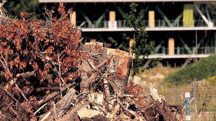Axt im Walde. Mit dem richtigen Werkzeug ist ein Baum schnell gefällt. Bis ein neuer nachgewachsen ist, dauert es jedoch sehr lange. Die Baumschutzverordnung soll verhindern, dass zu viel gefällt wird. Kritiker bezweifeln, dass das gelingt.