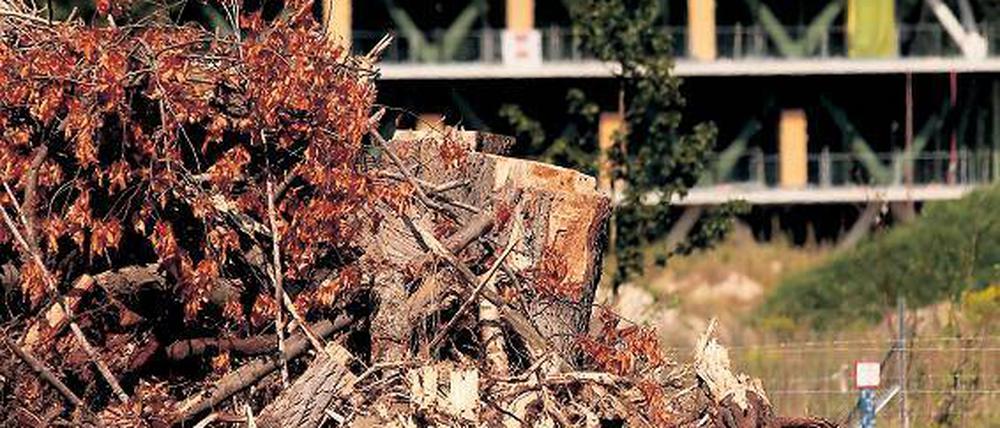 Axt im Walde. Mit dem richtigen Werkzeug ist ein Baum schnell gefällt. Bis ein neuer nachgewachsen ist, dauert es jedoch sehr lange. Die Baumschutzverordnung soll verhindern, dass zu viel gefällt wird. Kritiker bezweifeln, dass das gelingt.