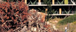 Axt im Walde. Mit dem richtigen Werkzeug ist ein Baum schnell gefällt. Bis ein neuer nachgewachsen ist, dauert es jedoch sehr lange. Die Baumschutzverordnung soll verhindern, dass zu viel gefällt wird. Kritiker bezweifeln, dass das gelingt.
