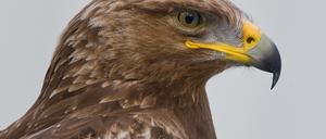 Nur noch in Brandenburg und Mecklenburg-Vorpommern gibt es Schreiadler, die Zahl der Brutpaare geht zurück.