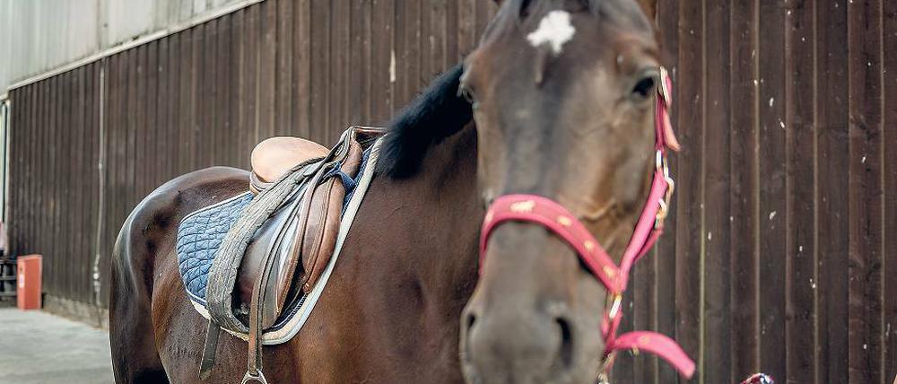Seit Wochen wird immer wieder in Reithöfe in der Region eingebrochen. Die Diebe haben es offenbar vor allem auf die wertvollen Sättel abgesehen.