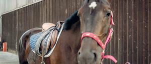 Seit Wochen wird immer wieder in Reithöfe in der Region eingebrochen. Die Diebe haben es offenbar vor allem auf die wertvollen Sättel abgesehen.