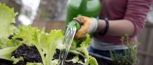 Die Grünen in Potsdam wollen Urban-Gardening-Projekte fördern.