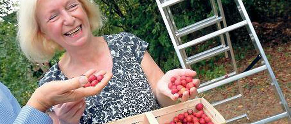 Schmeckt schon. Johanna Wanka, Bundesministerin für Bildung und Forschung, pflückt Mirabellen im Britzer Garten.