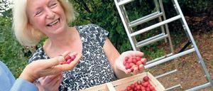 Schmeckt schon. Johanna Wanka, Bundesministerin für Bildung und Forschung, pflückt Mirabellen im Britzer Garten.