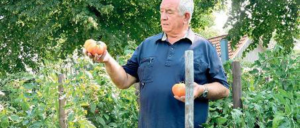 Groß und rot. W. Kassin mit einer Riesentomate der Sorte „Gigante“.