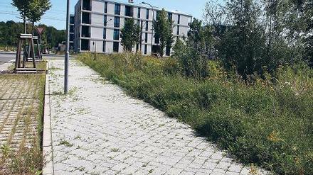 Am Rand des Volksparks will die Pro Potsdam Sozialwohnungen bauen.