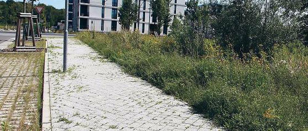 Am Rand des Volksparks will die Pro Potsdam Sozialwohnungen bauen.