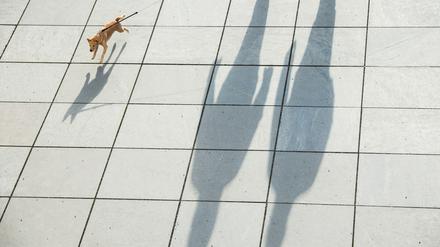 Hunde leiden auch unter den hohen Temperaturen.