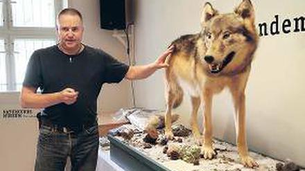 Das Naturkundemuseum Potsdam zeigt ein neues Wolfspräparat.
