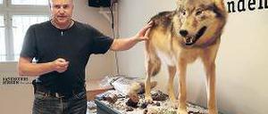 Das Naturkundemuseum Potsdam zeigt ein neues Wolfspräparat.