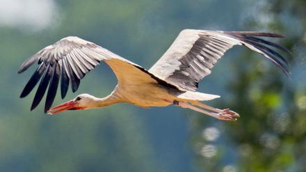 Störche in Brandenburg finden auf den Feldern kaum noch Nahrung. Sie fliegen deshalb tiefer - und kollidieren deswegen oft mit Autos.