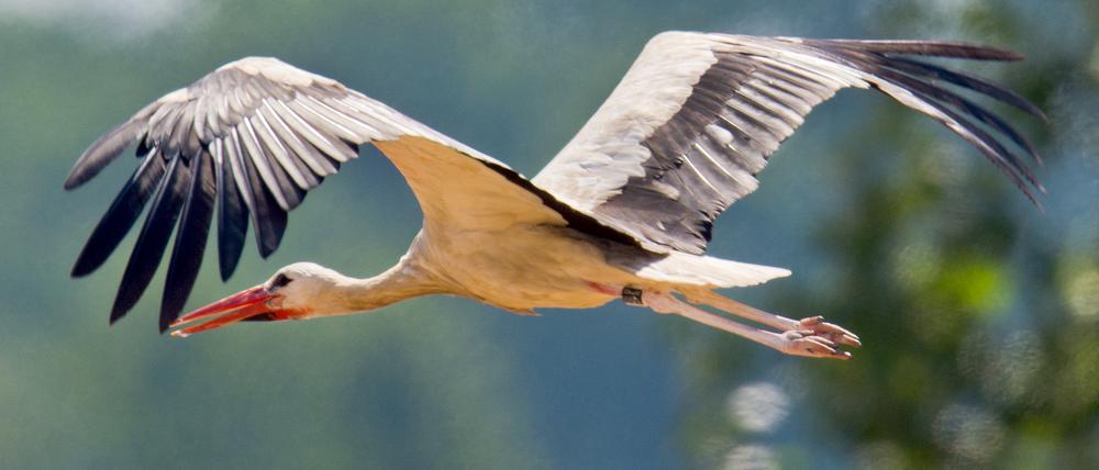 Störche in Brandenburg finden auf den Feldern kaum noch Nahrung. Sie fliegen deshalb tiefer - und kollidieren deswegen oft mit Autos.