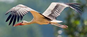 Störche in Brandenburg finden auf den Feldern kaum noch Nahrung. Sie fliegen deshalb tiefer - und kollidieren deswegen oft mit Autos.