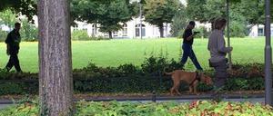 Mantrailer-Hunde suchen weiter nach Elias aus Potsdam, der seit drei Wochen vermisst wird.