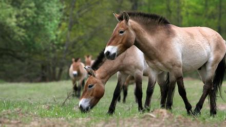 Die Döberitzer Heide ist ein Paradies für Przewalski-Pferde und andere wilde Tiere.