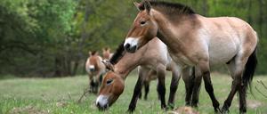 Die Döberitzer Heide ist ein Paradies für Przewalski-Pferde und andere wilde Tiere.