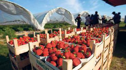 Gute Ernte. Noch diese Woche gibt es Erdbeeren aus der Region.