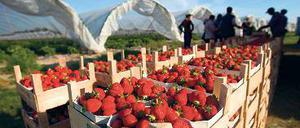 Gute Ernte. Noch diese Woche gibt es Erdbeeren aus der Region.