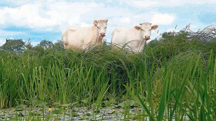 Rückzugsgebiet. Landwirte bewirtschaften Wiesen und Felder, nebenan leben seltene Vogelarten. Nach anfänglichem Streit ergänzen sich Naturschutz und Landwirtschaft im Unteren Odertal inzwischen gut. Bauern müssen ihre Flächen vom Naturschutzverein pachten.