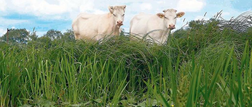 Rückzugsgebiet. Landwirte bewirtschaften Wiesen und Felder, nebenan leben seltene Vogelarten. Nach anfänglichem Streit ergänzen sich Naturschutz und Landwirtschaft im Unteren Odertal inzwischen gut. Bauern müssen ihre Flächen vom Naturschutzverein pachten.