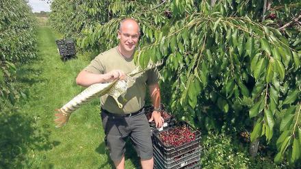 Statt singen. Obstbaumeister Stefan Lindicke setzt auf einen Papierdrachen, um Stare von der Kirschplantage zu verjagen.