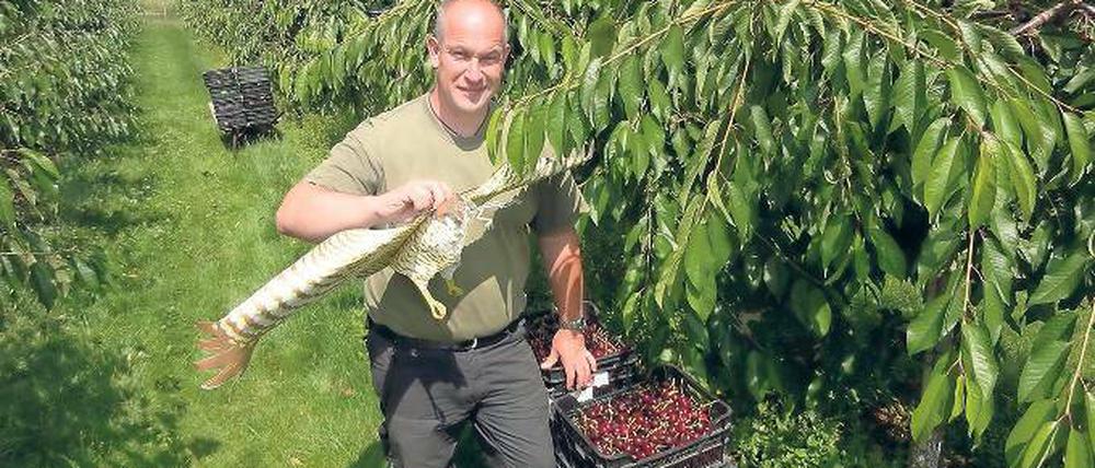Statt singen. Obstbaumeister Stefan Lindicke setzt auf einen Papierdrachen, um Stare von der Kirschplantage zu verjagen.
