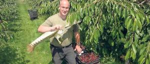 Statt singen. Obstbaumeister Stefan Lindicke setzt auf einen Papierdrachen, um Stare von der Kirschplantage zu verjagen.
