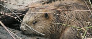 Biber sind in Brandenburg wieder heimisch. Bauern des Landes beklagen aber die Schäden in Miliionenhöhe, die Biber verursachen.