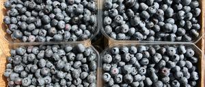 Heidelbeeren aus Klaistow werden an Verkaufsständen ab Mitte Juli in Potsdam und Umgebung angeboten.