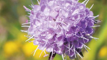 In Blüte. Der Teufelsabbiss.