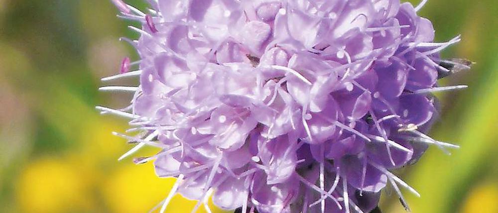 In Blüte. Der Teufelsabbiss.