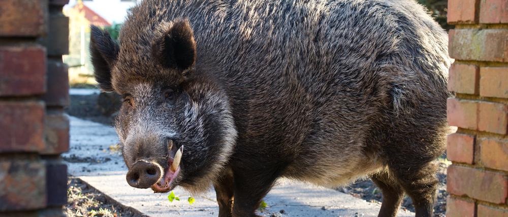 Fast täglich melden sich Stahnsdorfer und Kleinmachnower bei den Behörden, weil sie Wildschweinen begegnet sind.