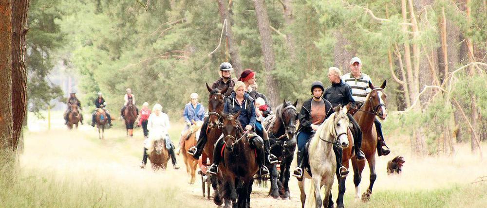 Gelassene im Trab. Beim Spargelritt ging es durch die Feld- und Wiesenlandschaft Beelitzer Zauche.
