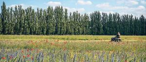 Wilde Blumen und Gräser als Lebensraum. In Phöben werden auf rund 35 Hektar Fläche regionale Wildpflanzen für die Saatgutgewinnung angebaut.