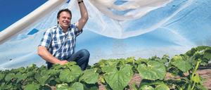 Grüne Leckerei. Uwe Schieban, Chef Agrargenossenschaft Unterspreewald, zeigt ein Gurkenfeld unter einem Fließ.